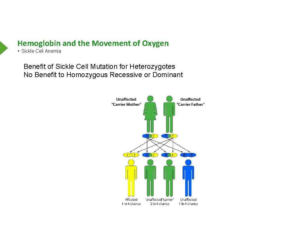 Hemoglobin and the Movement of Oxygen • Sickle Cell Anemia Benefit of Sickle Cell