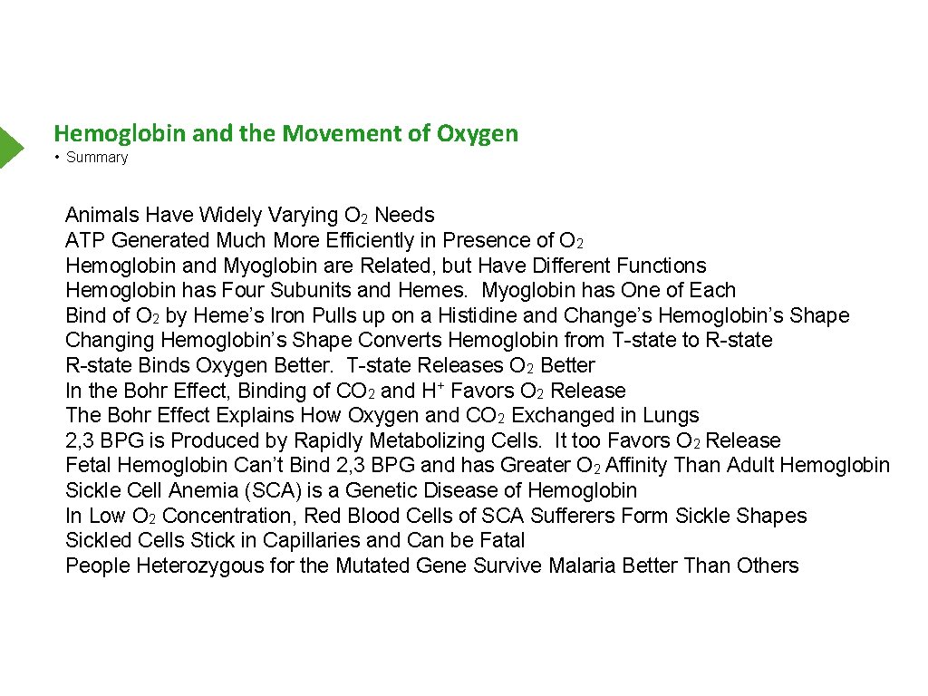 Hemoglobin and the Movement of Oxygen • Summary Animals Have Widely Varying O 2