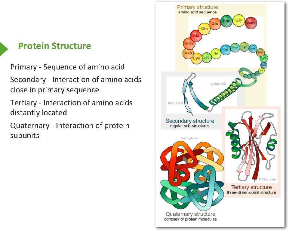 Protein Structure Primary - Sequence of amino acid Secondary - Interaction of amino acids