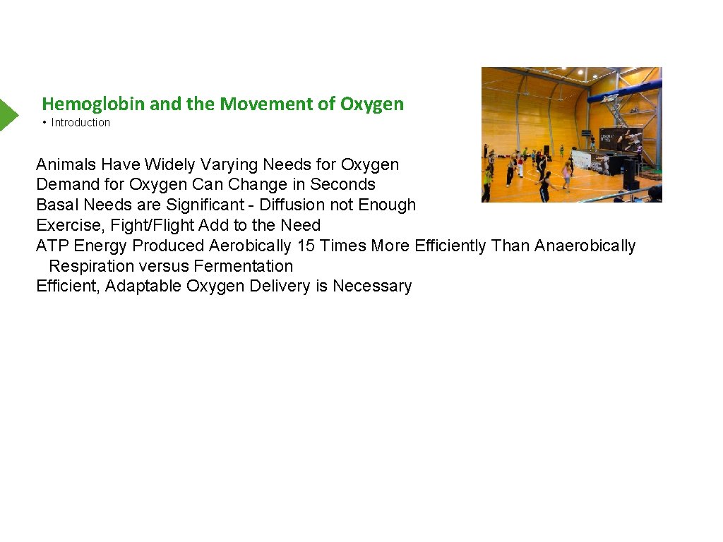 Hemoglobin and the Movement of Oxygen • Introduction Animals Have Widely Varying Needs for