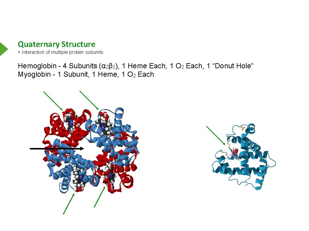 Quaternary Structure • Interaction of multiple protein subunits Hemoglobin - 4 Subunits (α 2β