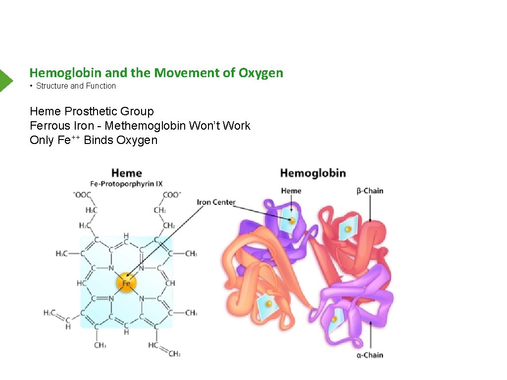 Hemoglobin and the Movement of Oxygen • Structure and Function Heme Prosthetic Group Ferrous