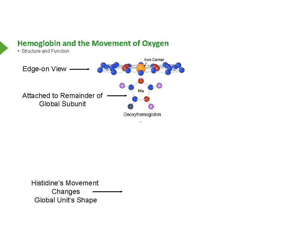 Hemoglobin and the Movement of Oxygen • Structure and Function Edge-on View Attached to