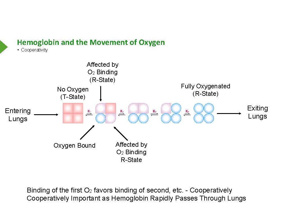 Hemoglobin and the Movement of Oxygen • Cooperativity Affected by O 2 Binding (R-State)