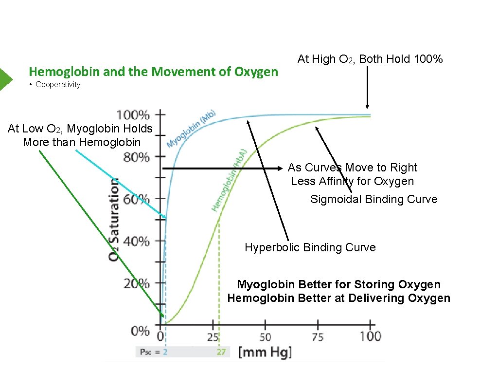 Hemoglobin and the Movement of Oxygen At High O 2, Both Hold 100% •