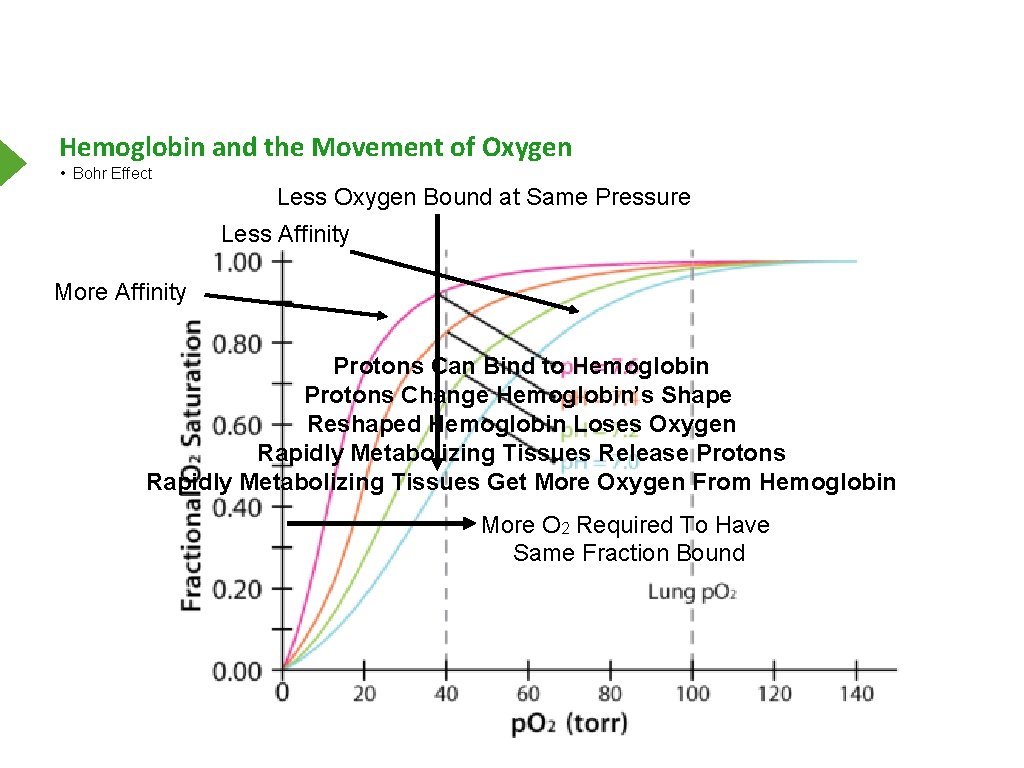 Hemoglobin and the Movement of Oxygen • Bohr Effect Less Oxygen Bound at Same
