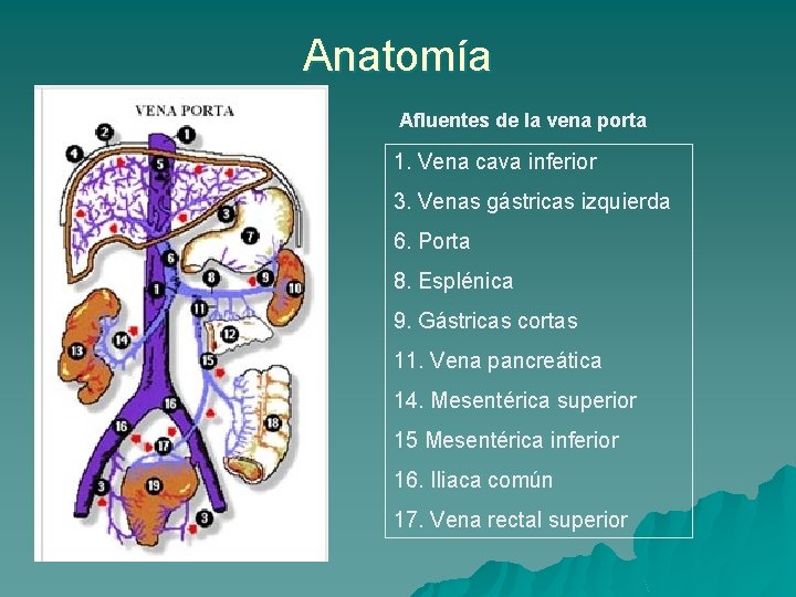 Anatomía Afluentes de la vena porta 1. Vena cava inferior 3. Venas gástricas izquierda