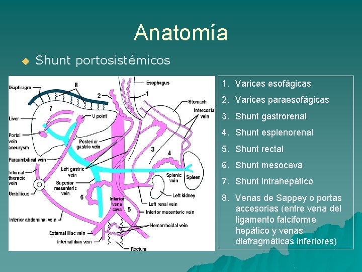 Anatomía u Shunt portosistémicos 1. Varices esofágicas 2. Varices paraesofágicas 3. Shunt gastrorenal 4.