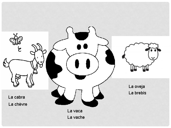 La oveja La brebis La cabra La chèvre La vaca La vache La oveja La brebis La cabra La chèvre La vaca La vache