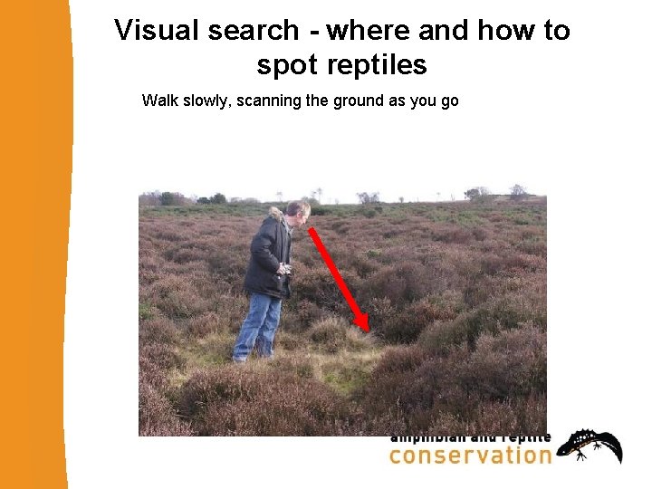 Visual search - where and how to spot reptiles Walk slowly, scanning the ground