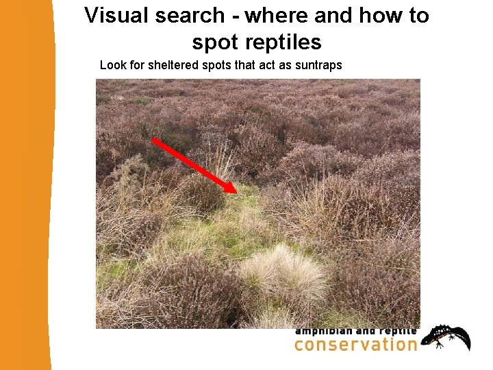 Visual search - where and how to spot reptiles Look for sheltered spots that