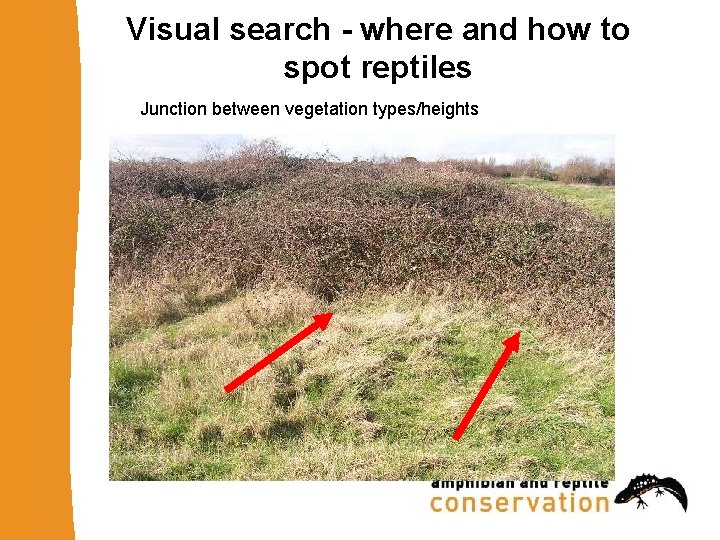 Visual search - where and how to spot reptiles Junction between vegetation types/heights 