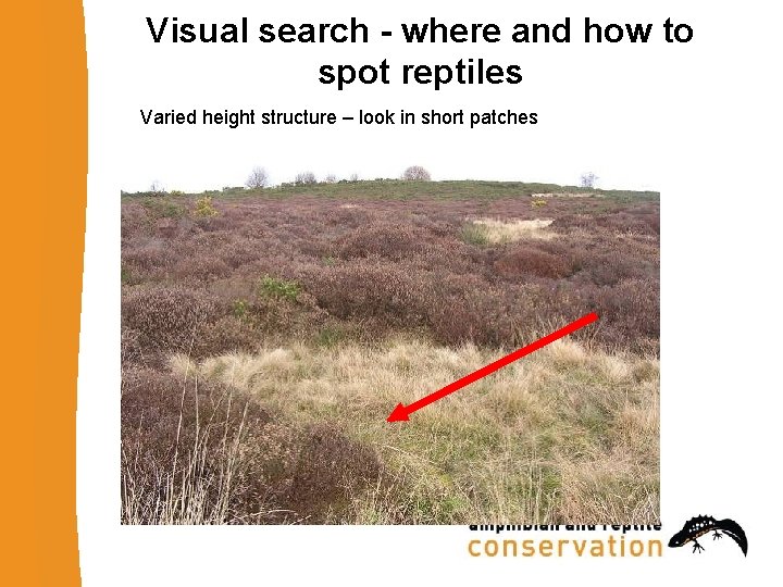 Visual search - where and how to spot reptiles Varied height structure – look