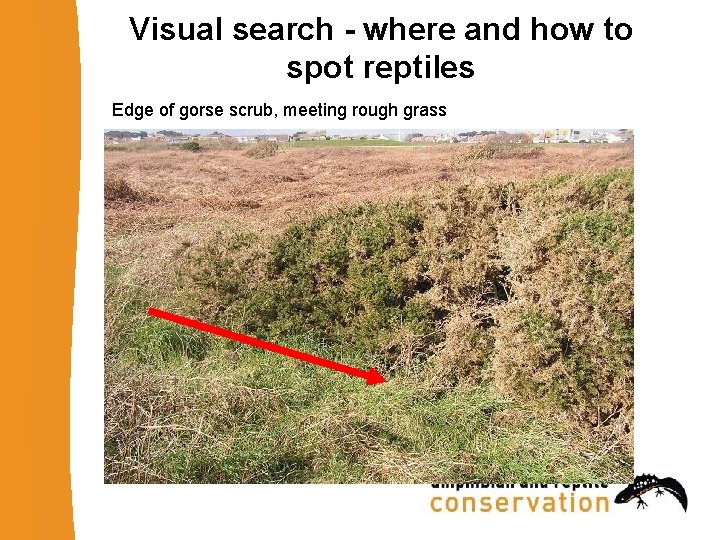 Visual search - where and how to spot reptiles Edge of gorse scrub, meeting