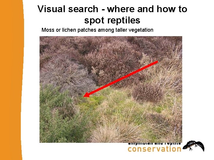 Visual search - where and how to spot reptiles Moss or lichen patches among