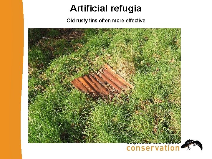 Artificial refugia Old rusty tins often more effective 