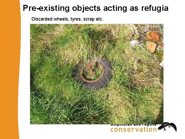 Pre-existing objects acting as refugia Discarded wheels, tyres, scrap etc. 