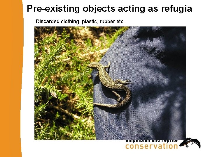 Pre-existing objects acting as refugia Discarded clothing, plastic, rubber etc. 