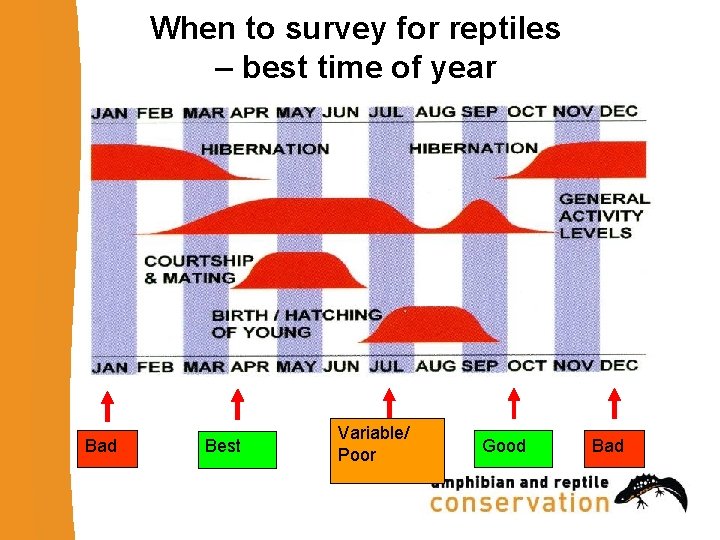 When to survey for reptiles – best time of year Bad Best Variable/ Poor