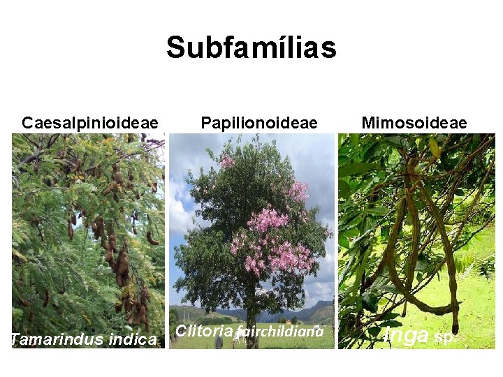 Subfamílias Caesalpinioideae Tamarindus indica Papilionoideae Clitoria fairchildiana Mimosoideae Inga sp. 