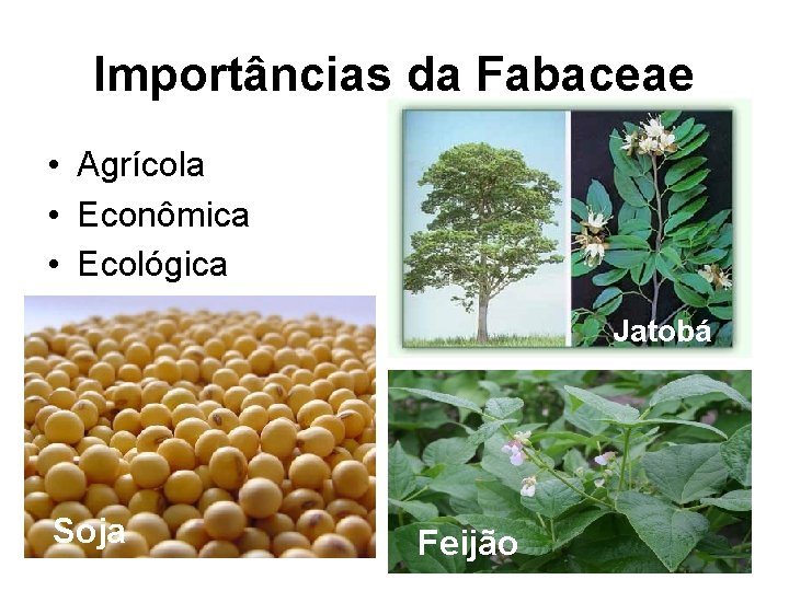 Importâncias da Fabaceae • Agrícola • Econômica • Ecológica Jatobá Soja Feijão 