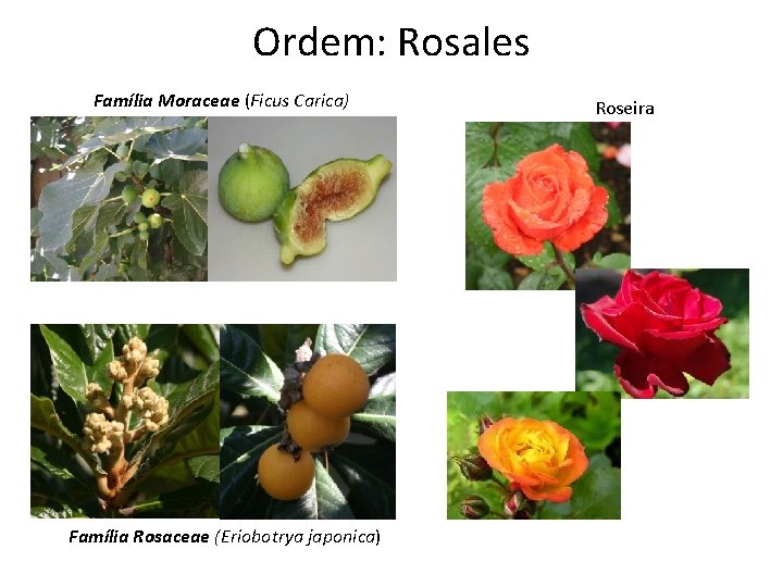 Ordem: Rosales Família Moraceae (Ficus Carica) Família Rosaceae (Eriobotrya japonica) Roseira 