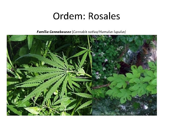 Ordem: Rosales Família Cannabaceae (Cannabis sativa/Humulus lupulus) 