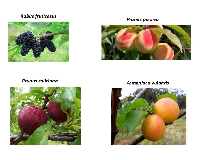 Rubus fruticosus Prunus saliciana Prunus persica Armeniaca vulgaris 