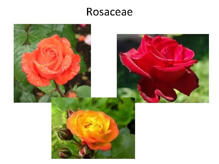 Rosaceae 