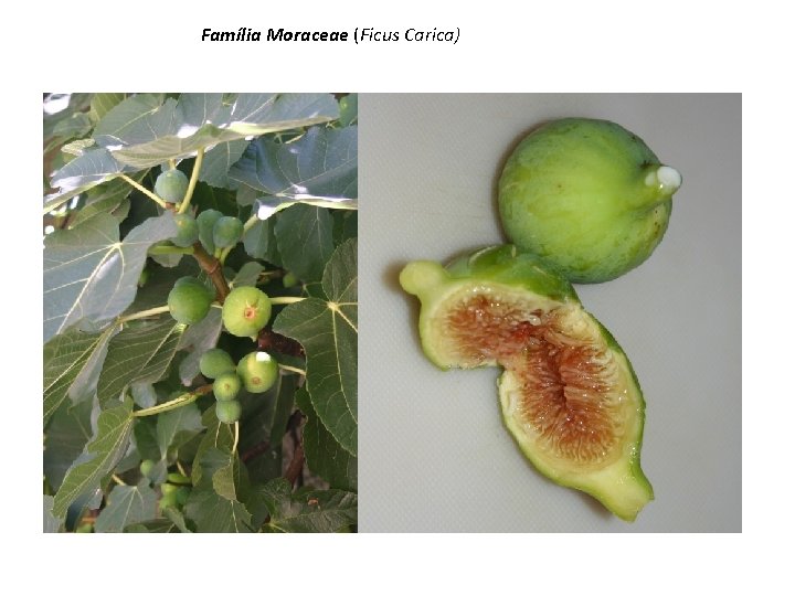 Família Moraceae (Ficus Carica) 