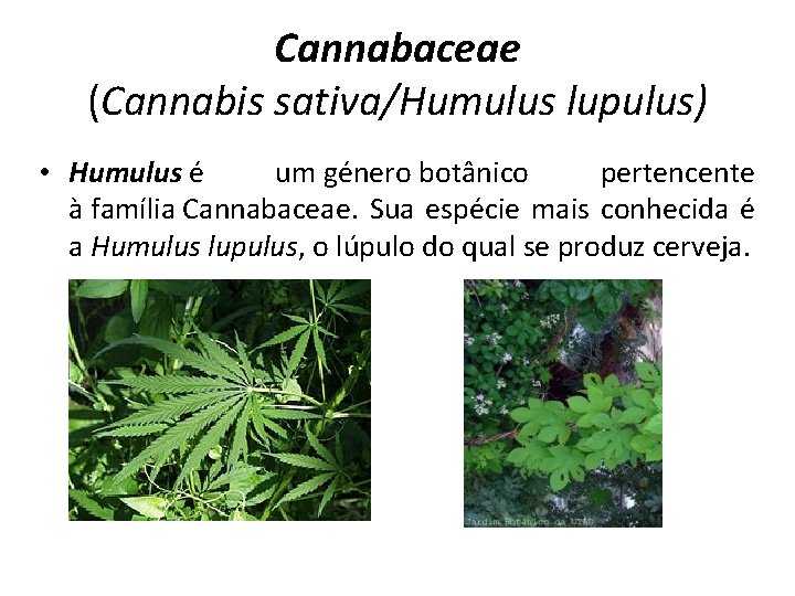 Cannabaceae (Cannabis sativa/Humulus lupulus) • Humulus é um género botânico pertencente à família Cannabaceae.