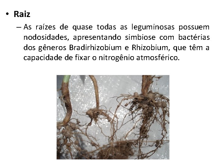  • Raiz – As raízes de quase todas as leguminosas possuem nodosidades, apresentando