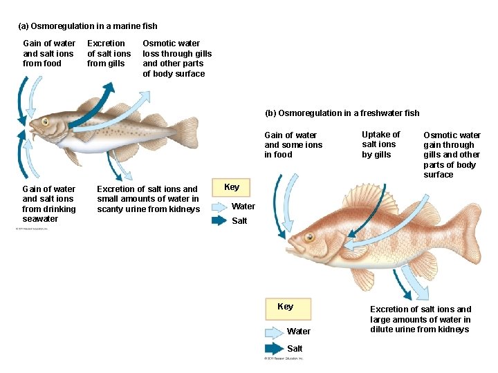(a) Osmoregulation in a marine fish Gain of water and salt ions from food