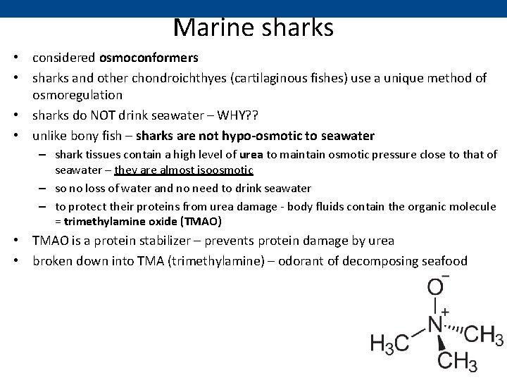 Marine sharks • considered osmoconformers • sharks and other chondroichthyes (cartilaginous fishes) use a