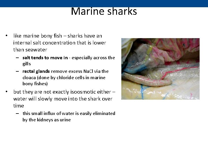 Marine sharks • like marine bony fish – sharks have an internal salt concentration