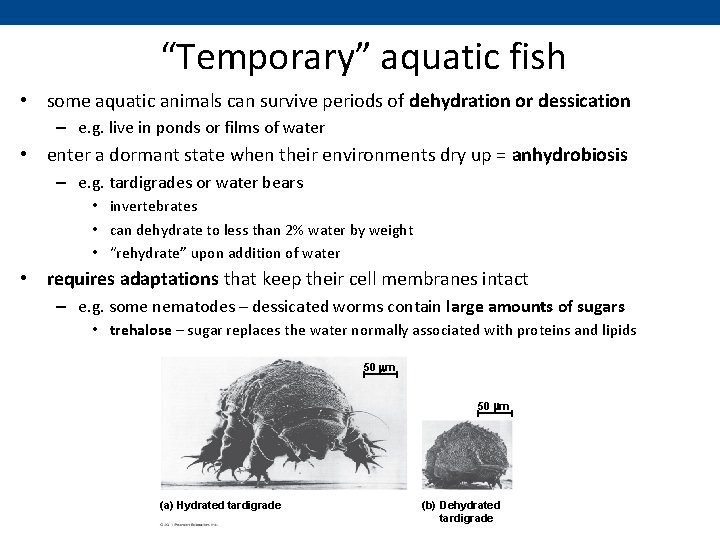 “Temporary” aquatic fish • some aquatic animals can survive periods of dehydration or dessication