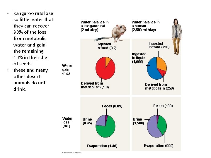  • kangaroo rats lose so little water that they can recover 90% of