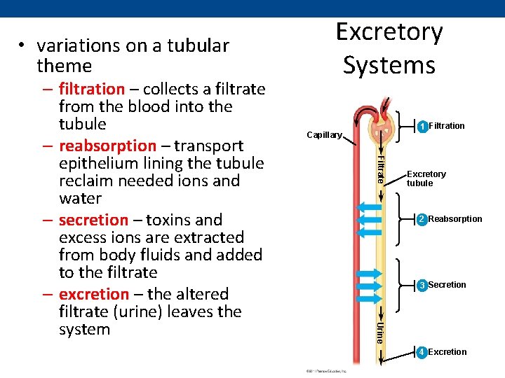 • variations on a tubular theme 1 Filtration Capillary Filtrate Excretory tubule 2
