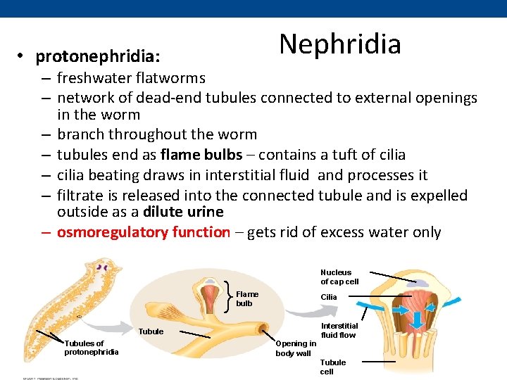 Nephridia • protonephridia: – freshwater flatworms – network of dead-end tubules connected to external
