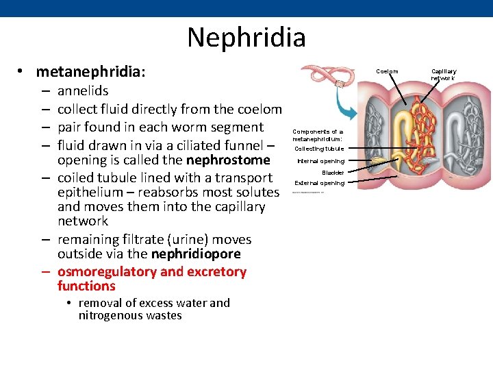 Nephridia • metanephridia: annelids collect fluid directly from the coelom pair found in each