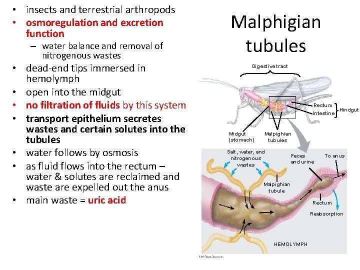  • insects and terrestrial arthropods • osmoregulation and excretion function – water balance