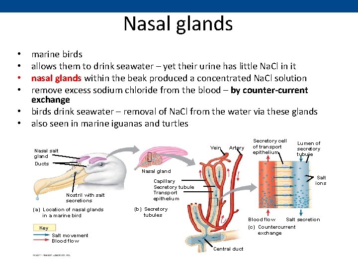 Nasal glands • • • marine birds allows them to drink seawater – yet