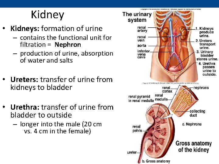 Kidney • Kidneys: formation of urine – contains the functional unit for filtration =