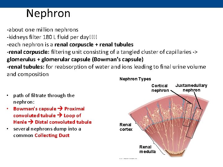 Nephron -about one million nephrons -kidneys filter 180 L fluid per day!!!! -each nephron