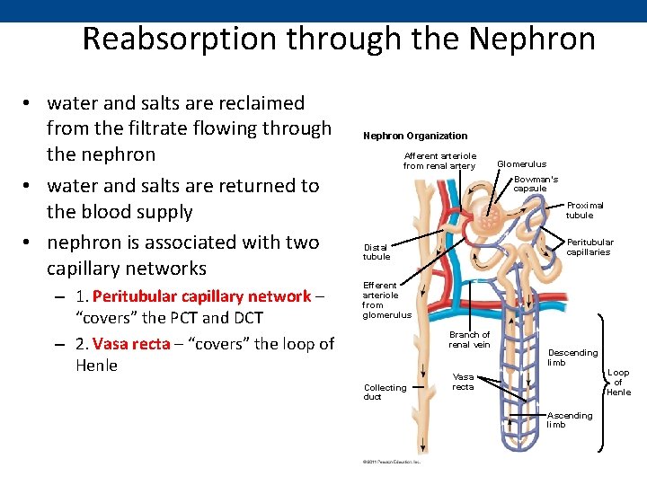 Reabsorption through the Nephron • water and salts are reclaimed from the filtrate flowing