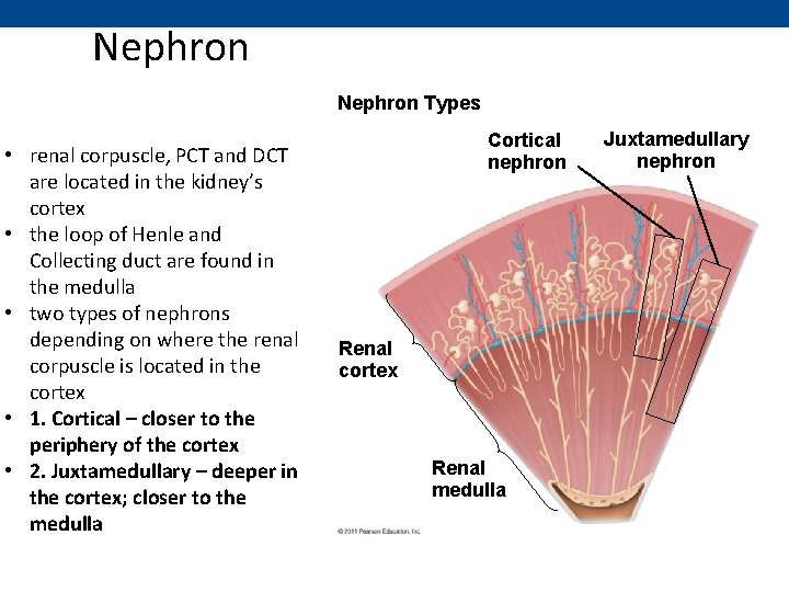 Nephron Types • renal corpuscle, PCT and DCT are located in the kidney’s cortex