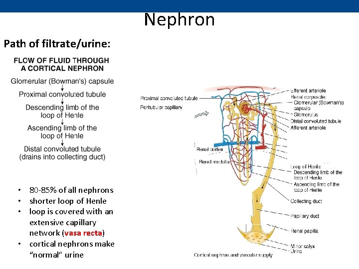 Nephron Path of filtrate/urine: • 80 -85% of all nephrons • shorter loop of
