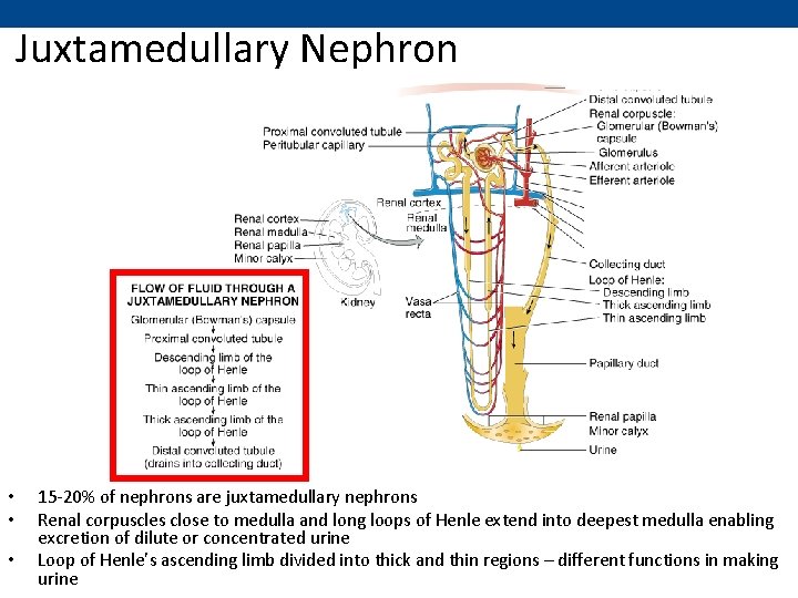 Juxtamedullary Nephron • • • 15 -20% of nephrons are juxtamedullary nephrons Renal corpuscles