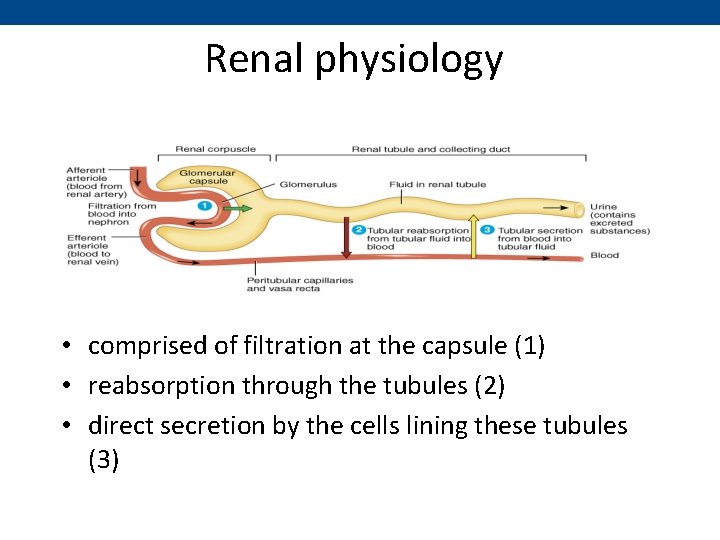 Renal physiology • comprised of filtration at the capsule (1) • reabsorption through the