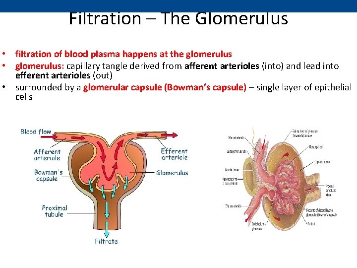 Filtration – The Glomerulus • filtration of blood plasma happens at the glomerulus •